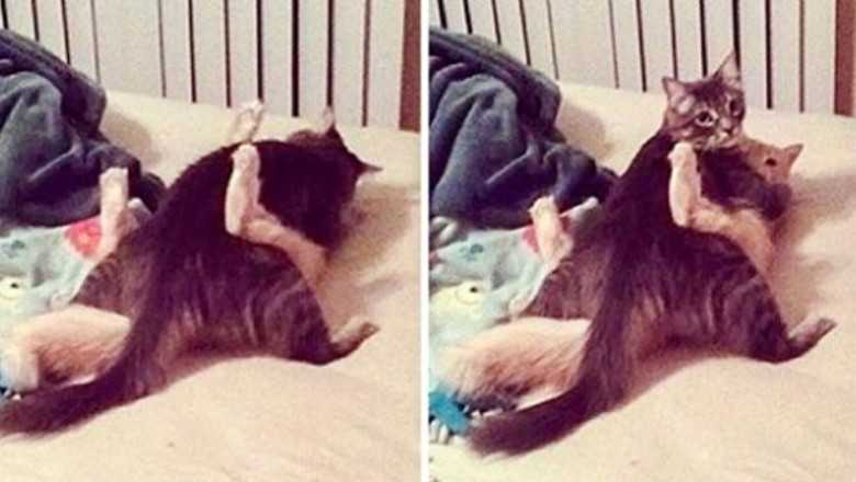 22 naughty pets that have been caught by the owners